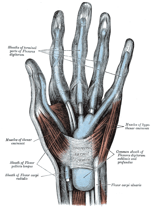 Mucous sheaths of the tendons of the wrist and digits1